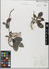 Foto von Salix glabra Scop.